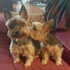 Meet your Posher, Robin